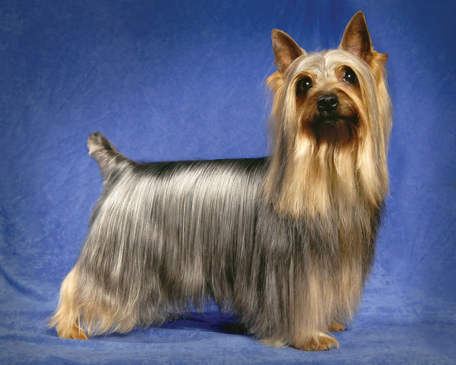 How Long Do Silky Terriers Live? Understanding the Lifespan of Silky Terriers